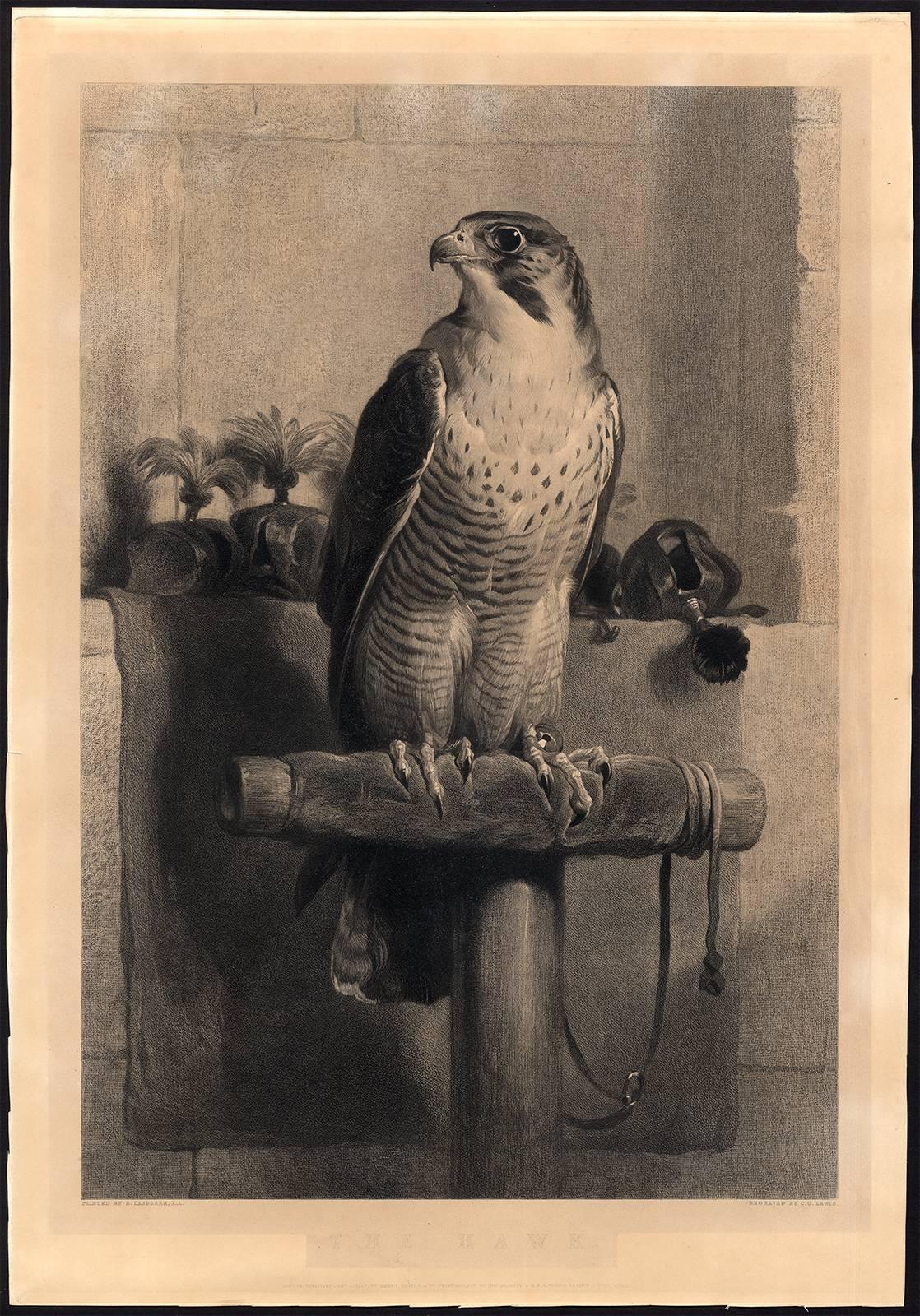 Charles George Lewis Animal Print - The Hawk.