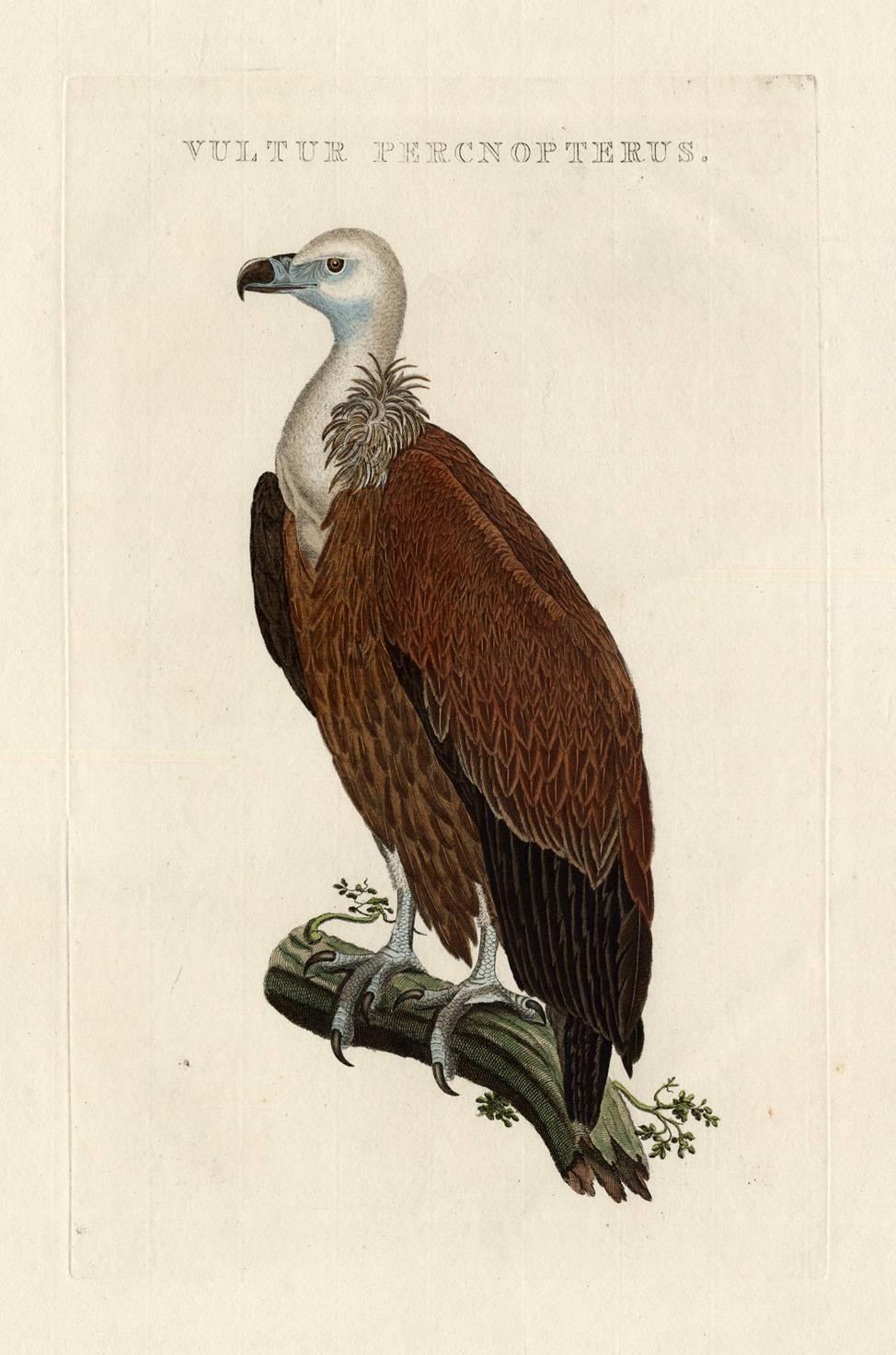 NOZEMAN, Cornelius and Jan Christian SEPP. Animal Print - Vultur percnopterus.