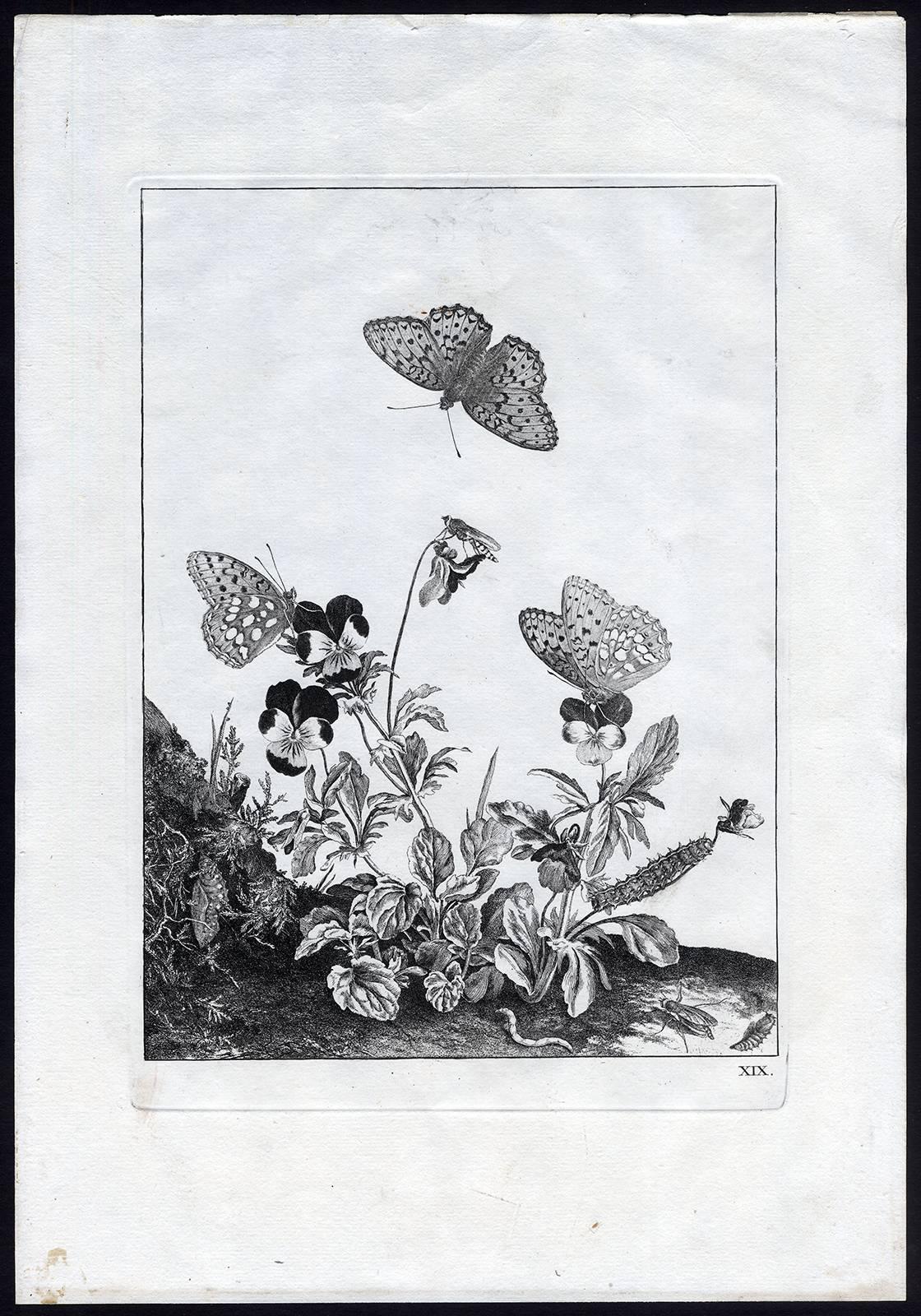 Jacob L'Admiral Print - Untitled - Natural composition illustrating the metamorphoses of butterflies.