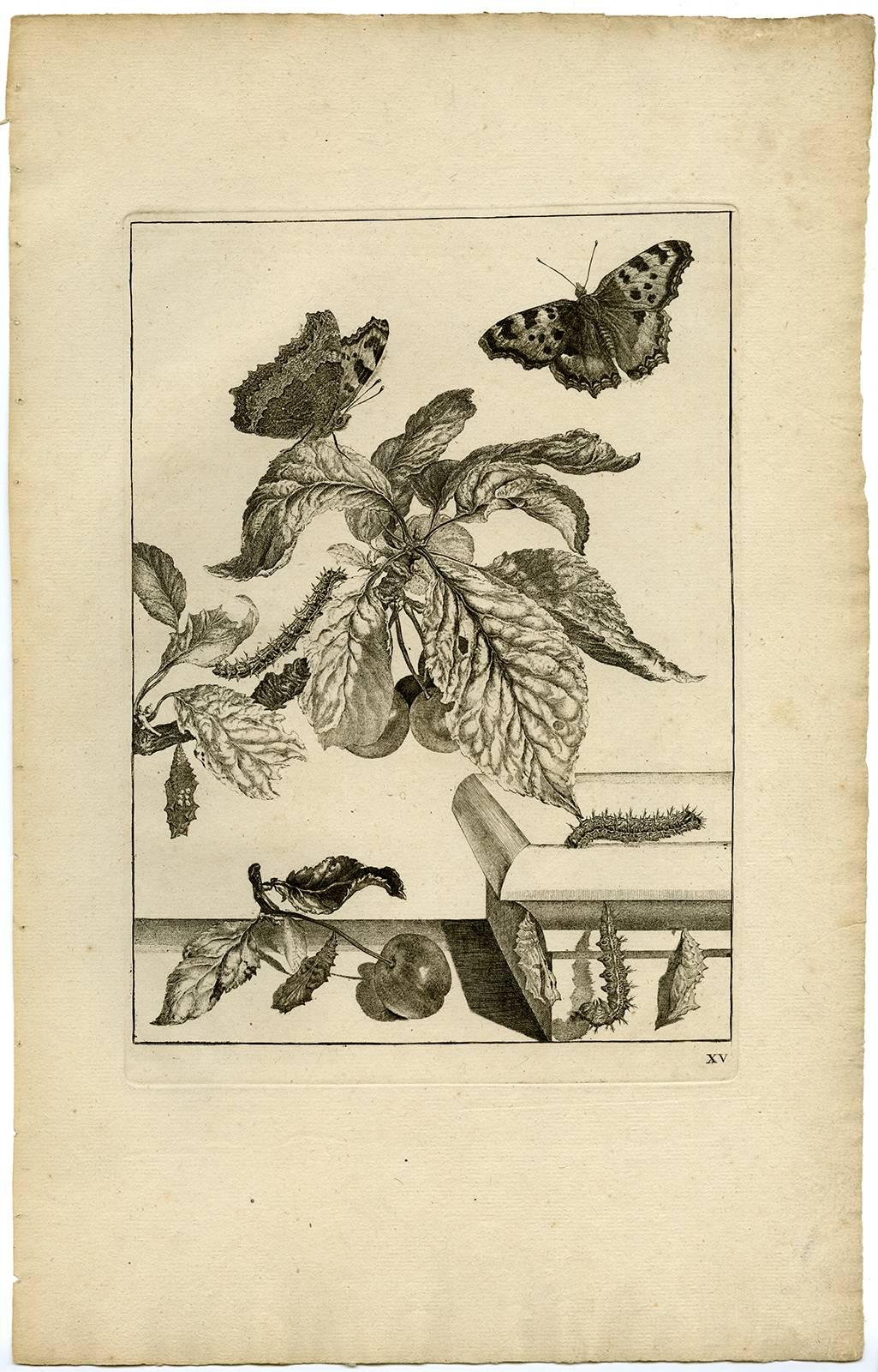 Jacob L'Admiral Print - Untitled - Branch of a cherry tree with caterpillars and butterflies.