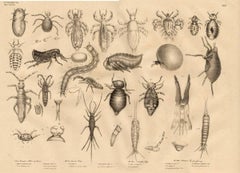 Untitled -Various kinds of small insects.