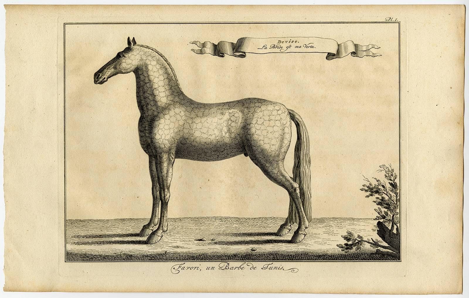 Unknown Animal Print - Set of 9. Untitled - Arabian horse named Favori.