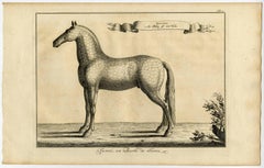 Set of 9. Untitled - Arabian horse named Favori.
