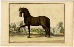Le Napolitain - Neapolitan horse.