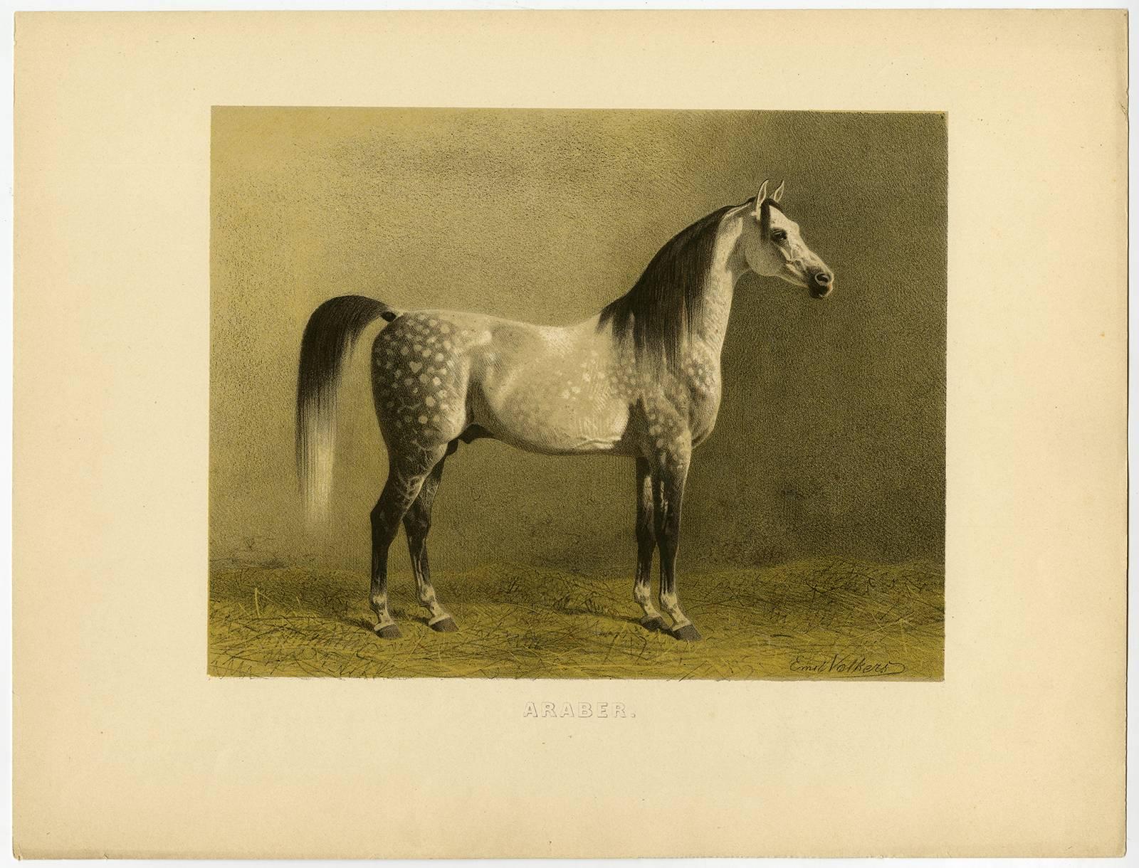 Emil Volkers Animal Print - Araber - Arabian Horse.