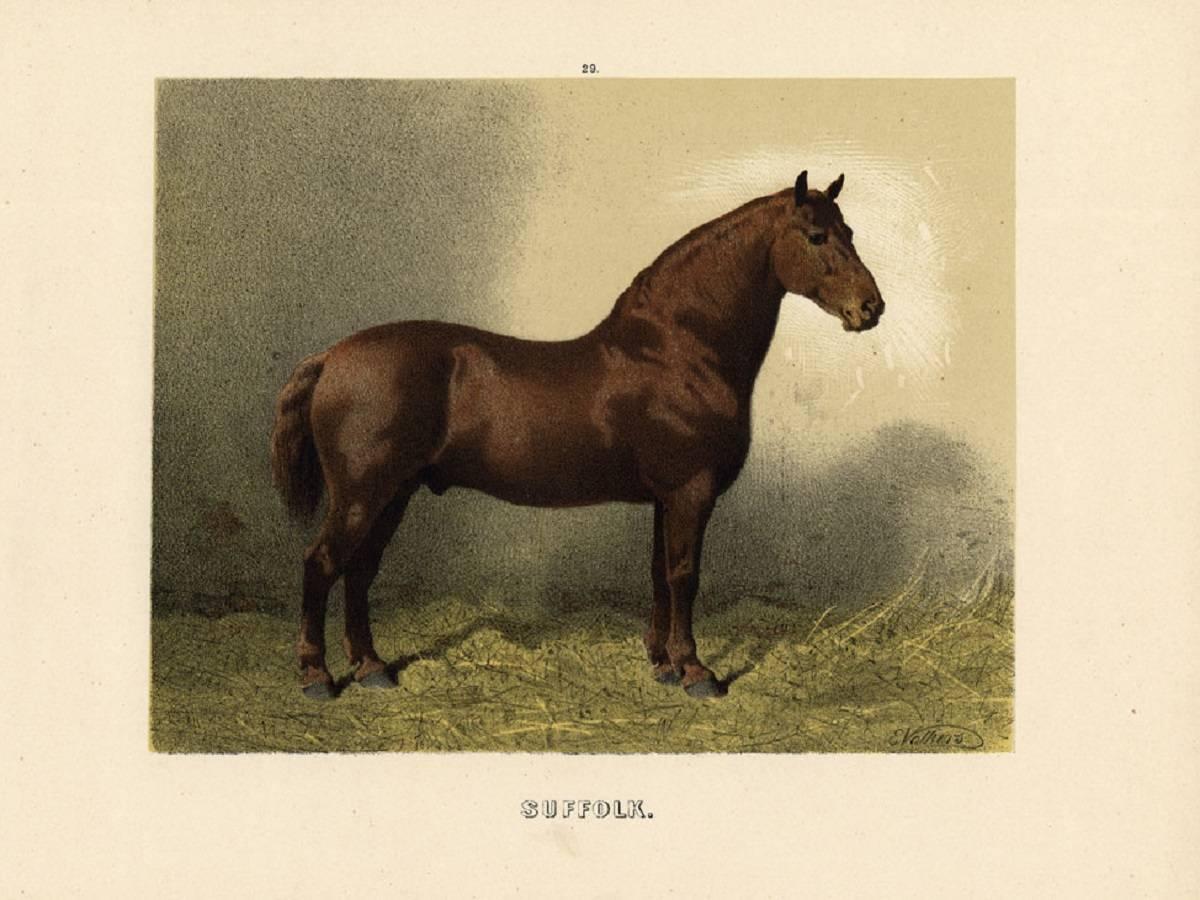 Emil Volkers - Neapolitaner - Neapolitan Horse. For Sale at 1stdibs