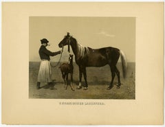 Ungarisches Landpferd - Hungarian Country Horse.