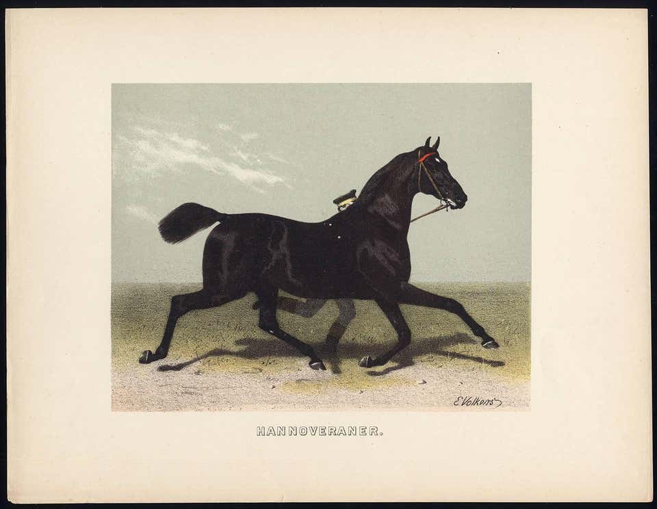 Emil Volkers - Neapolitaner - Neapolitan Horse. For Sale at 1stdibs