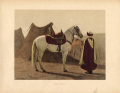 Berber - Barb Horse.