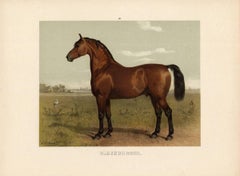 Oldenburger Horse.
