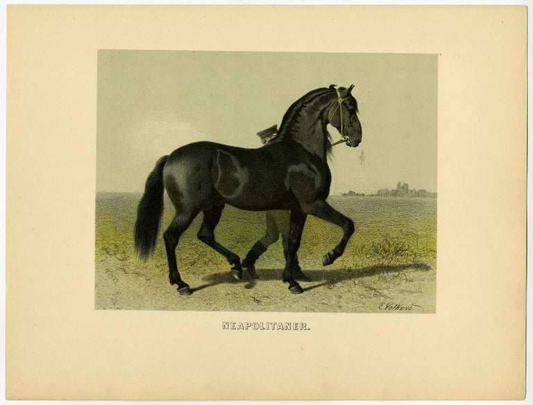 Emil Volkers - Neapolitaner - Neapolitan Horse. For Sale at 1stDibs