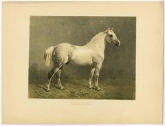 Percheron Horse.