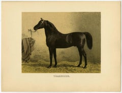 Trakehner - Shows a black Trakehner stallion in a stable.