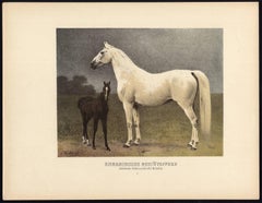 Ungarisches Gestutspferd - Hungarian breed Horse.
