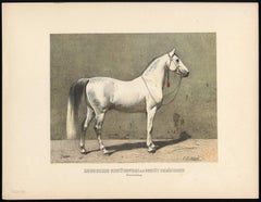 'Russisches Gestutpferd - Russian Thoroughbred Horse bred by Chranowoy.