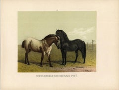 Schwedischer- und Shetland Pony - Swedish and Shetland Pony.