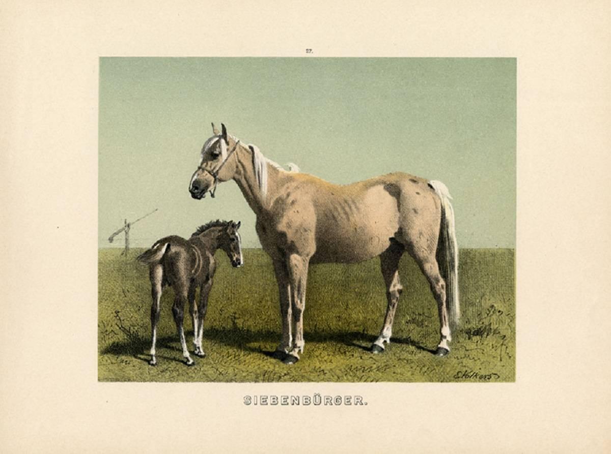 Emil Volkers - Neapolitaner - Neapolitan Horse. For Sale at 1stdibs