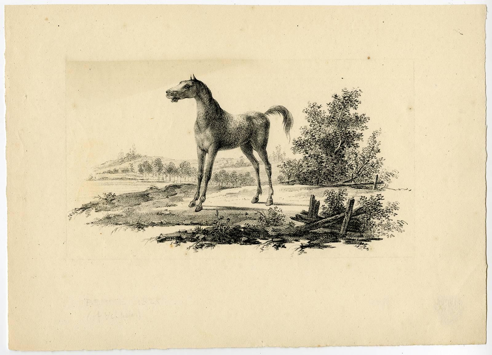 Johannes Adriaansz Bemme Animal Print - Etude de Cheveaux inventee & lithographie par Vinkeles et Bemme, Rotterdam 1825.