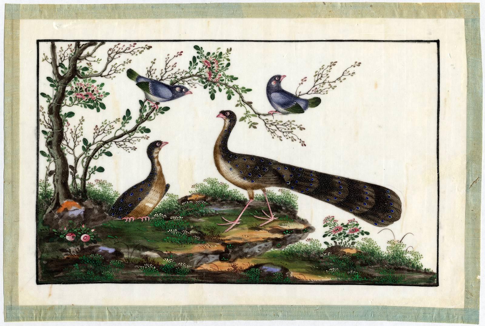 Unknown Animal Art - Untitled - Two peacocks and two pigeons in a tree.