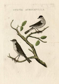 Antique Species: Sylvia atricapilla. Blackcap. Dutch: Zwartkop, De Zwartkoppige Zanger.