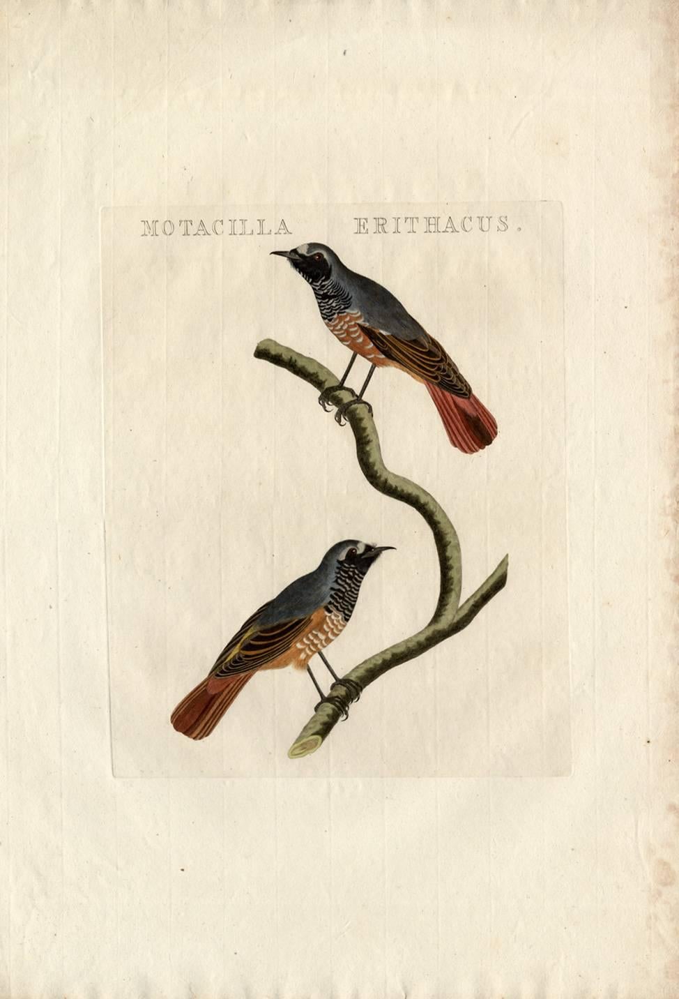 Cornelis Nozeman and Jan Christiaan Sepp Animal Print - Species: Motacilla erithacus or Phoenicurus phoenicurus. The Common Redstart.