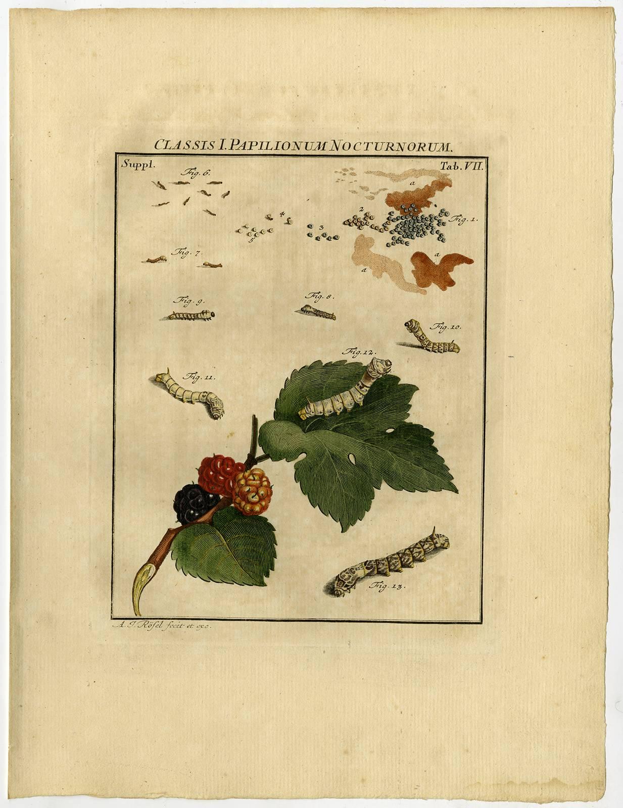 August Johann Rösel von Rosenhof Animal Print - 3 Antique prints, titled Classis I. 