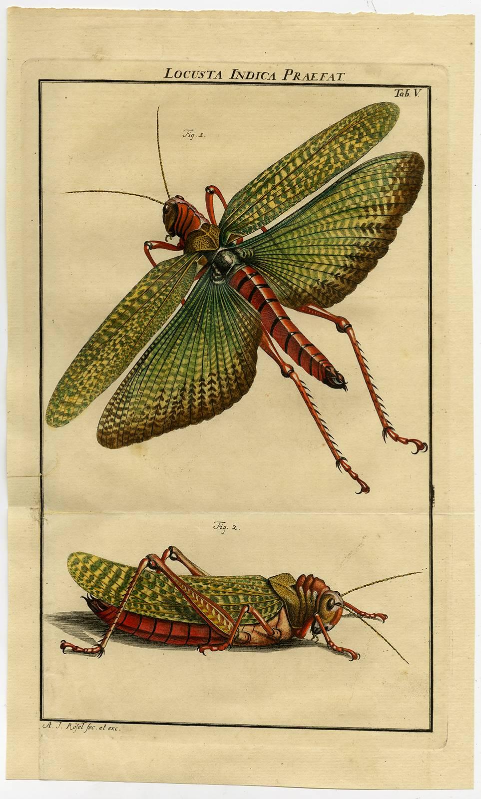 August Johann Rösel von Rosenhof Animal Print - Locusta Indica Preafat. Tab. V.