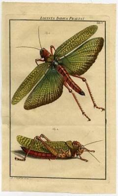 Locusta Indica Preafat. Tab. V.