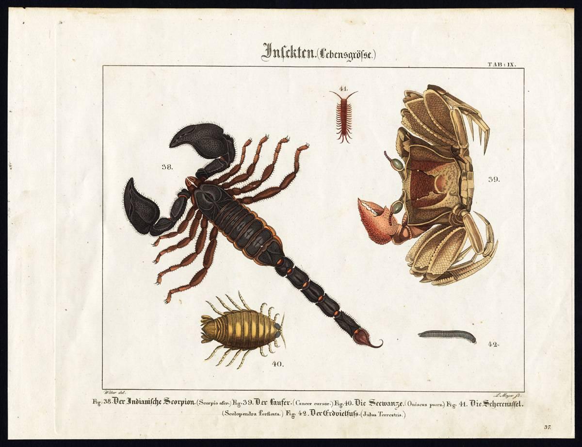 Friedrich Philipp Wilmsen Animal Print - Plate IX: 'Insekten.