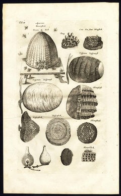 Tab II :This plate shows a beehive with bees, vespiary, hornet's nest, honeycom.