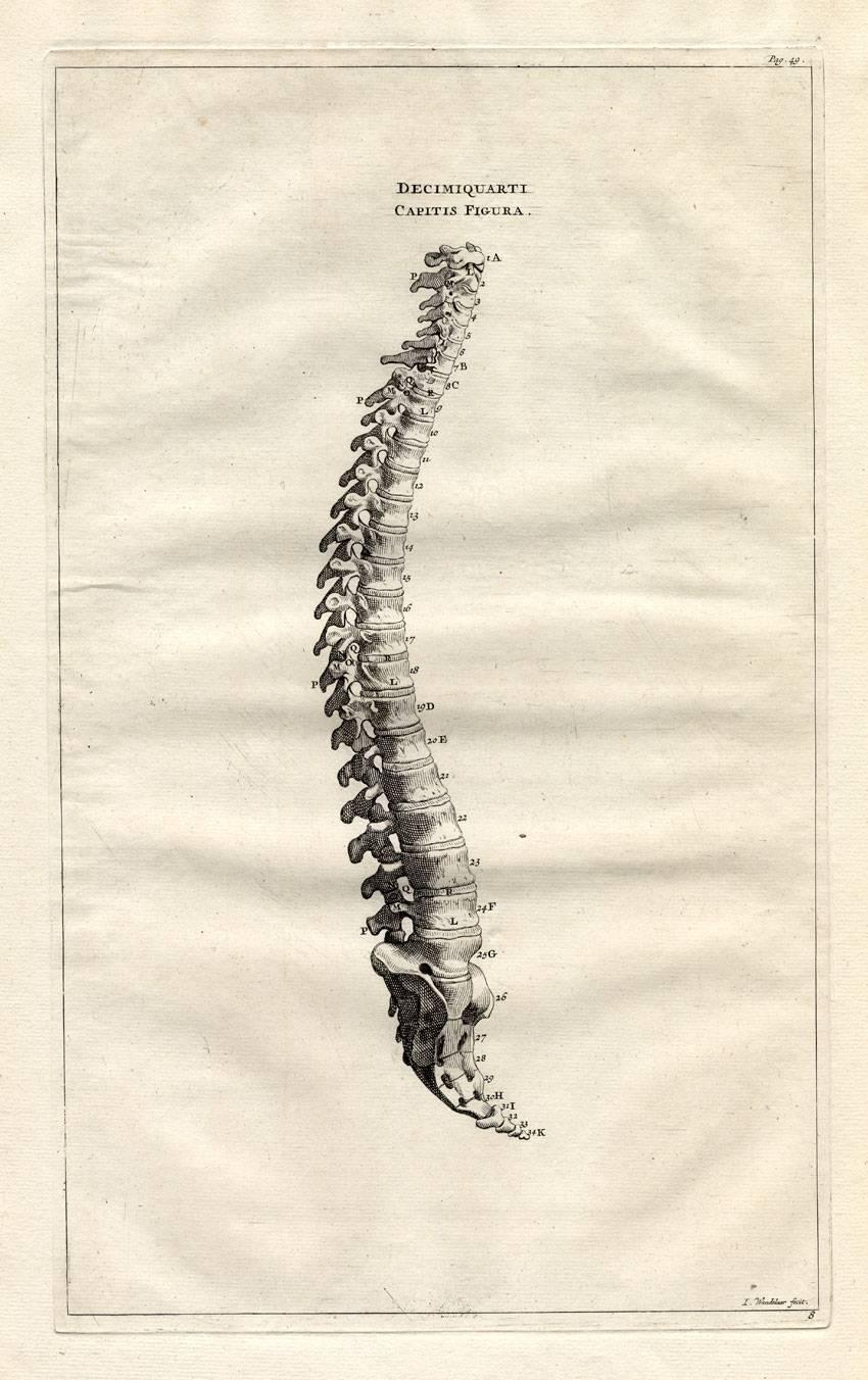 Jan Wandelaar Print - Backbone, spinal column, columna vertebralis, spina dorsi.