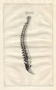 Backbone, spinal column, columna vertebralis, spina dorsi.
