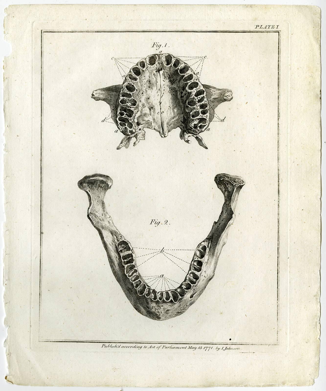 Ignace Fougeron Print - Historia naturalis dentium humanorum […].