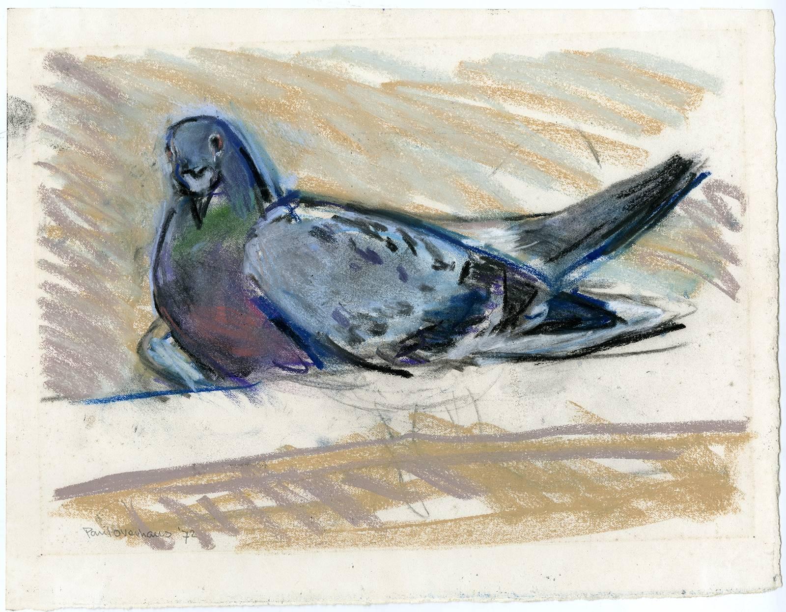 Paul Overhaus Animal Art - Untitled - A sitting pigeon/dove.