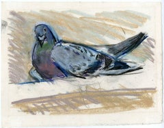 Vintage Untitled - A sitting pigeon/dove.