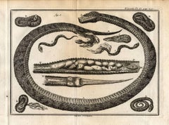 Used Set of 4 Engravings: 'Vipere'. (Viper): These plates show a Viper with skeleton.