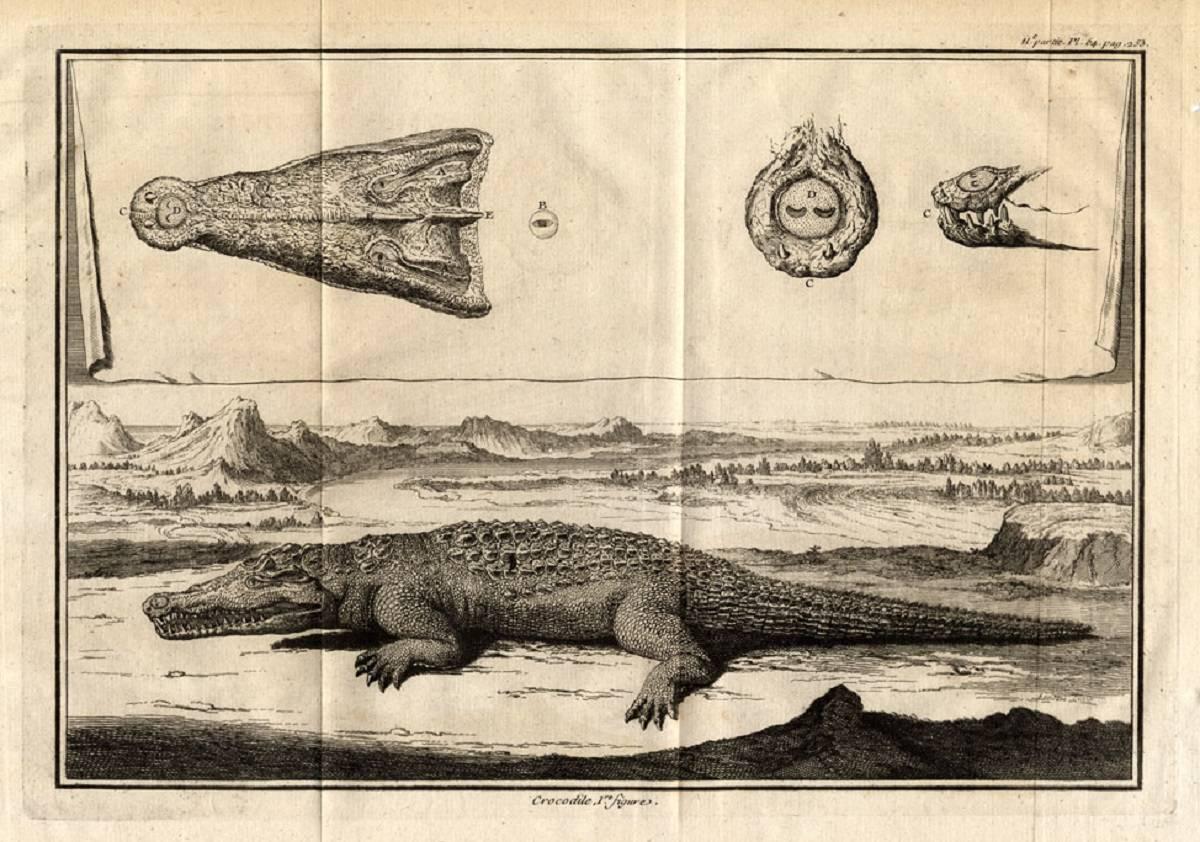 Claude Duflos Animal Print - Set of 4 engravings: Crocodile [...].