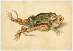 Untitled - This drawing shows mating frogs with spawn.