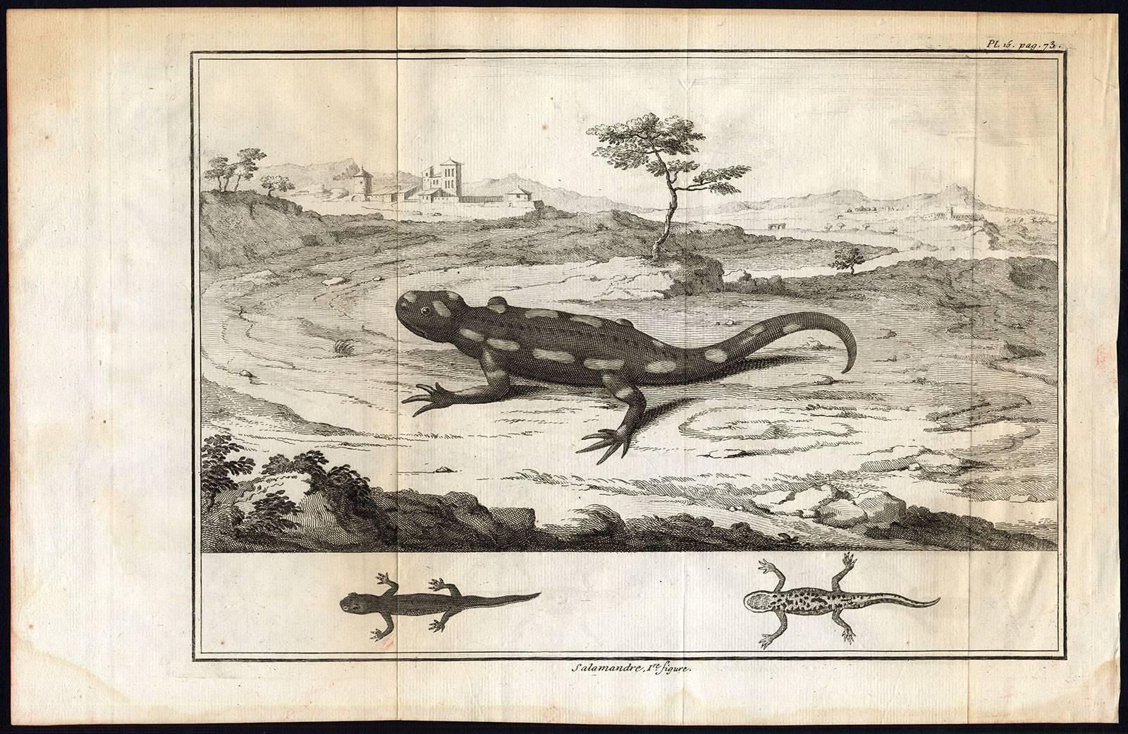 Claude Duflos Animal Print - Set of 2 engravings: Salamandre [...].
