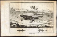 Set of 2 engravings: Salamandre [...].
