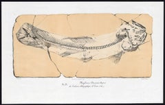 Megalurus Damoni' - Fossil specimen of Megalurus Damoni from Germany.