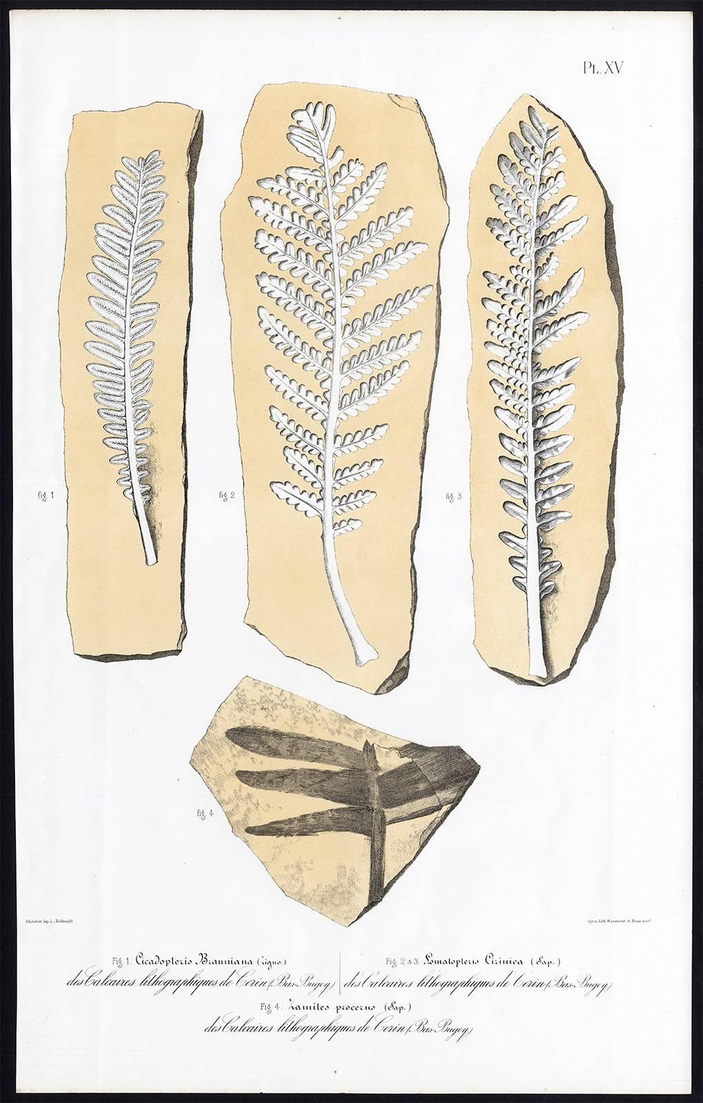 Victor Thiolliere Figurative Print - Cicadopteris Brauniana. Lomalopleris Cirinica. Zamiter procerus.