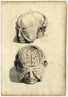 T.5-9.'' - Tab. 5-9: These anatomy plates shows the braincase and [...].