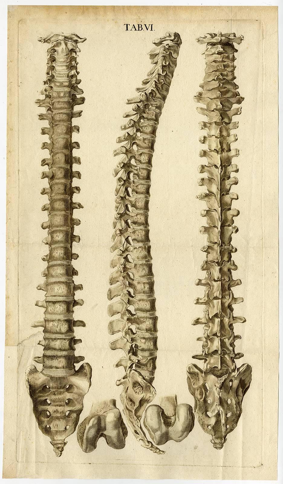 Christoph Jacob Trew Print - Tab VI.'' - The human spine or vertebrae, nearly life-sized depiction, [...].