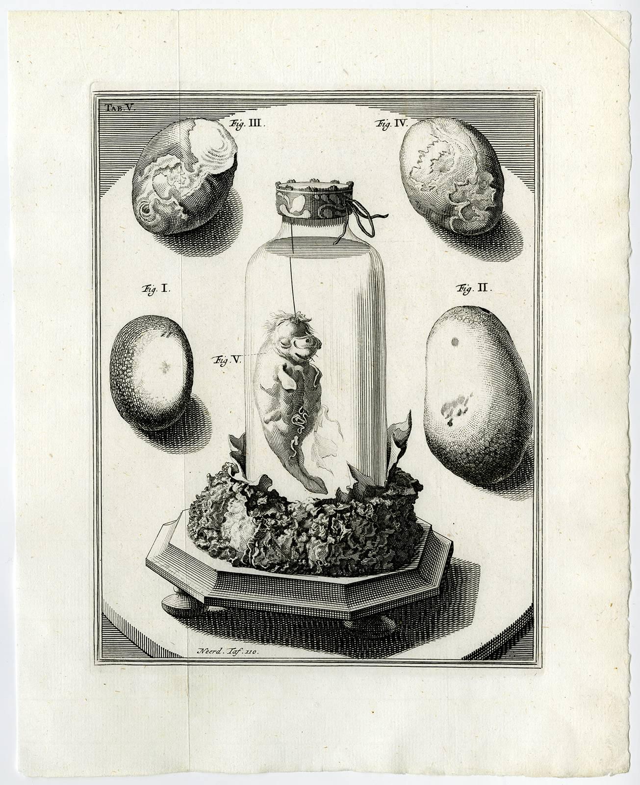 Cornelis Huijberts Print - Tab. V.' - Fig. 1-2: two stones (gall or kidney) [...].