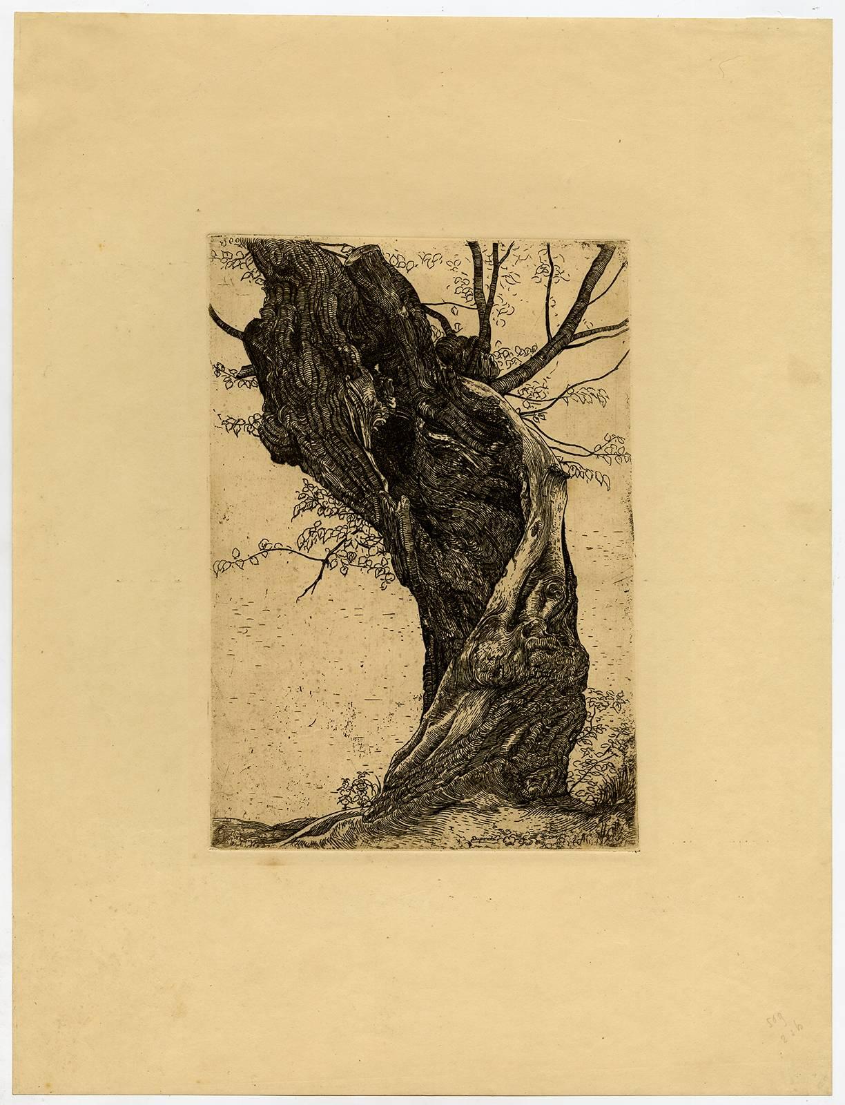 Pieter Dupont Landscape Print - Untitled - Large willow tree.
