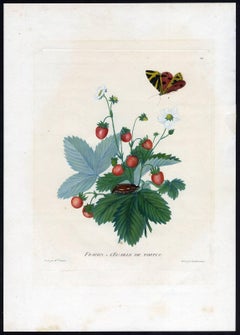 Fraises - L'Ecaille de tortue', Strawberries - Tortoiseshell butterfly.