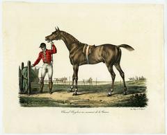 Cheval Anglais au moment de la Course - La Lilly. Jument Francaise.