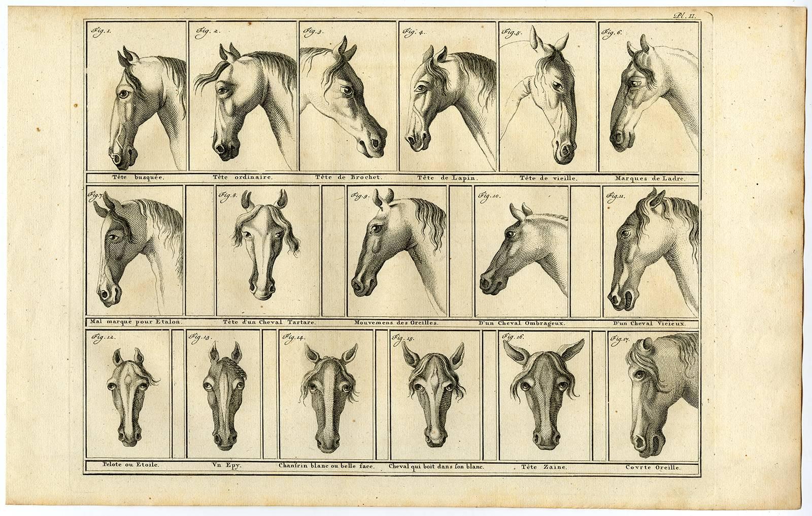 Set of 9. Untitled - Arabian horse named Favori. - Print by Unknown
