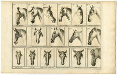 Set of 9. Untitled - Arabian horse named Favori.